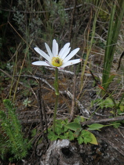 Anemone thomsonii