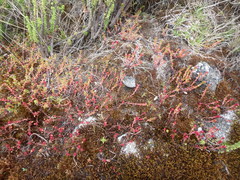 Crassula granvikii