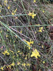 Jasminum nudiflorum