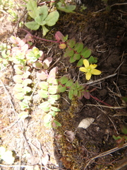 Hypericum peplidifolium