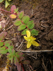 Hypericum peplidifolium