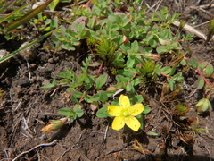 Hypericum peplidifolium