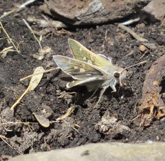 Atrytonopsis pittacus