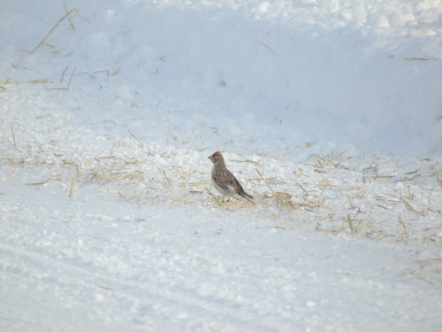 White-winged Lark, Тамбовский р-н, Тамбовская обл., Россия, photo 9 of 10