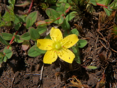 Hypericum peplidifolium