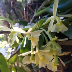 Epidendrum latilabre