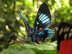 Necyria duellona diva