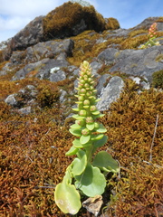 Umbilicus botryoides