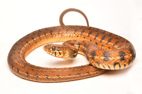 Checkered Garter Snake