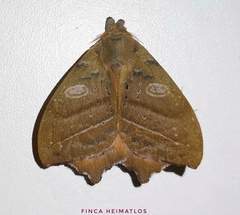 Automerina caudatula