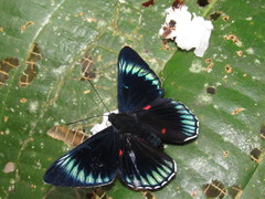 Necyria duellona diva