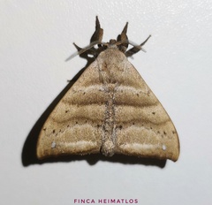 Falcatelodes anava