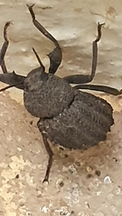 Psorodes