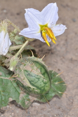 Solanum juvenale