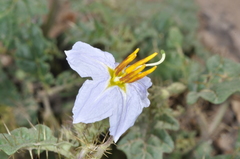Solanum juvenale