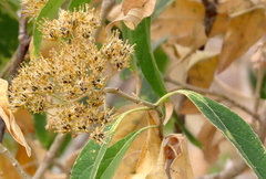 Verbesina oligantha