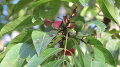 Protium heptaphyllum