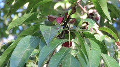 Protium heptaphyllum