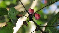 Protium heptaphyllum