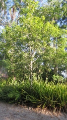 Protium heptaphyllum