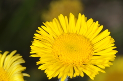Hysterionica jasionoides
