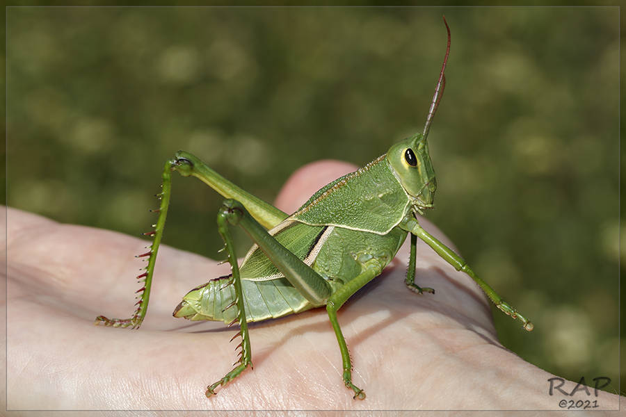 Staleochlora viridicata