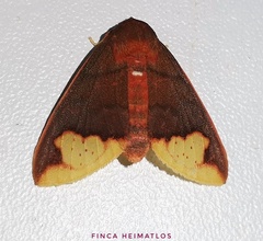 Pseudepimolis incisa