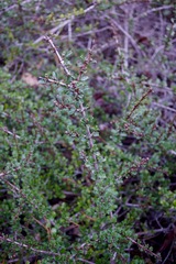 Ceanothus gloriosus porrectus