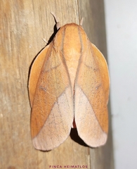 Adeloneivaia