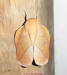 Adeloneivaia
