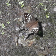 Marpesia merops