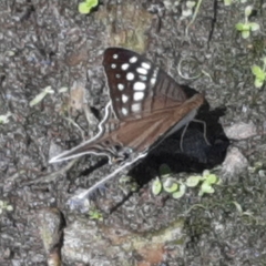 Marpesia merops
