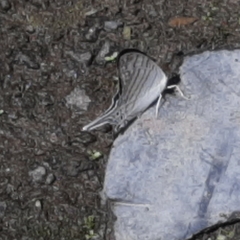 Marpesia merops