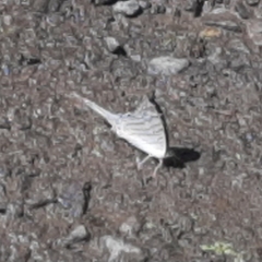 Marpesia merops