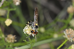 Trachypus spegazzinii