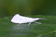 Euceratia castella