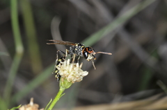 Trachypus spegazzinii