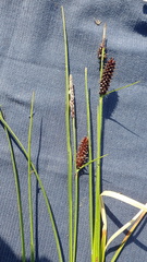 Carex rotundata
