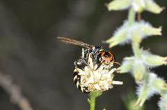 Trachypus spegazzinii