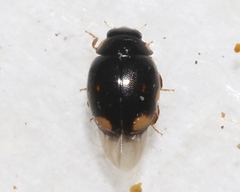 Hyperaspis quadrioculata