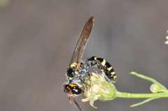 Trachypus spegazzinii