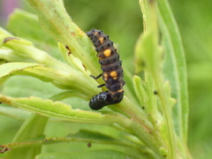 Coccinella septempunctata