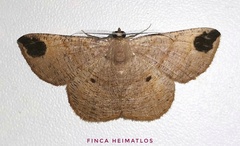 Thysanopyga fractimacula