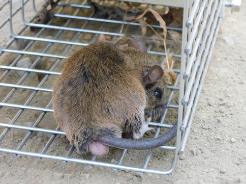 Allen's Woodrat