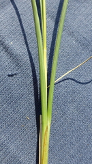 Carex rotundata