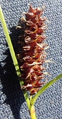 Carex rotundata