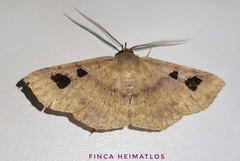 Triommatodes adversa