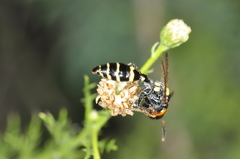 Trachypus spegazzinii