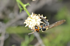 Trachypus spegazzinii