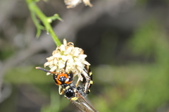 Trachypus spegazzinii